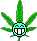 ganja